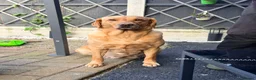 Labrador Retriever dogs for sale: KC YELLOW & RED LABRADORS  - Advert 7