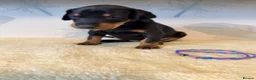 Dobermann dogs for sale: Exceptional KC Dobermann Puppies - Advert 9