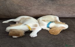 Cavachon dogs for sale: Cavalier King Charles X Cavachon - Image 16