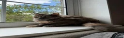 Maine Coon cats for sale: GCCF, 1 Year old Active Maine Coon Queen 🏆 - Advert 5