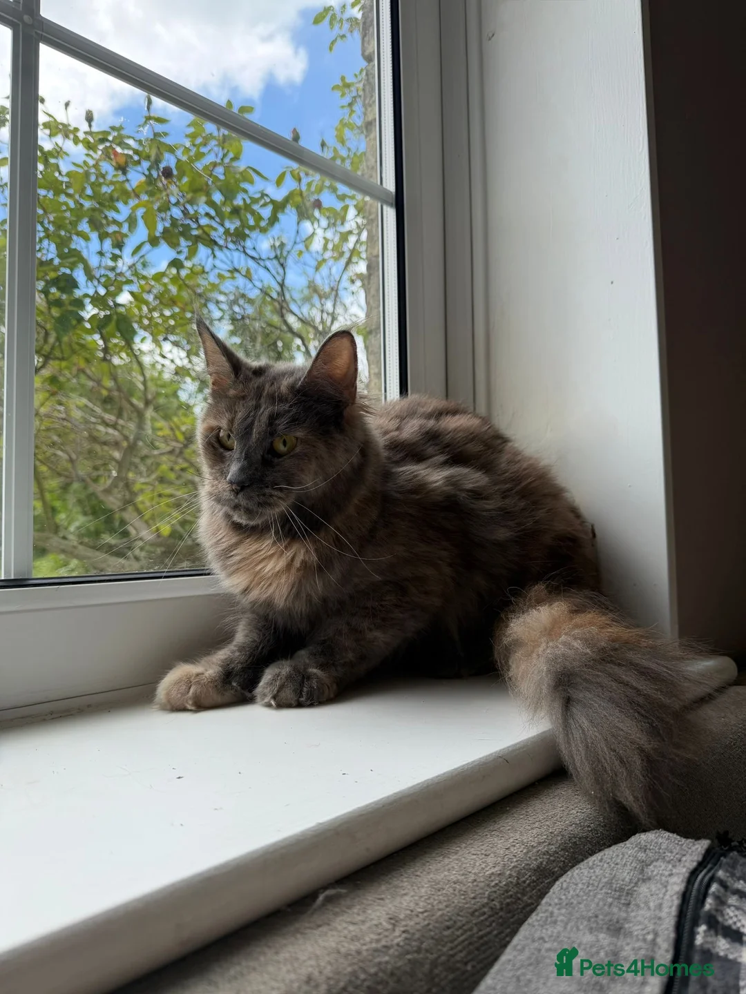 Maine Coon cats for sale: GCCF, 1 Year old Active Maine Coon Queen 🏆 - Advert 5