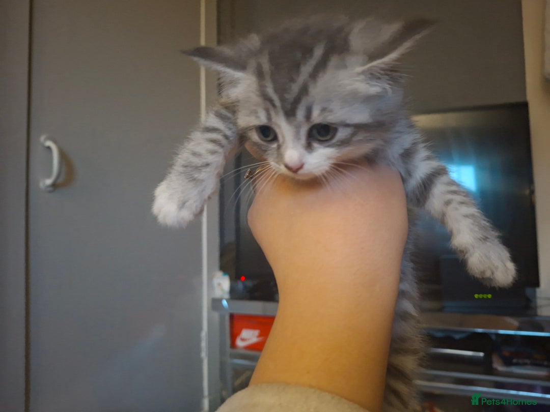 Mixed Breed cats for sale: 5 kittens - Image 3