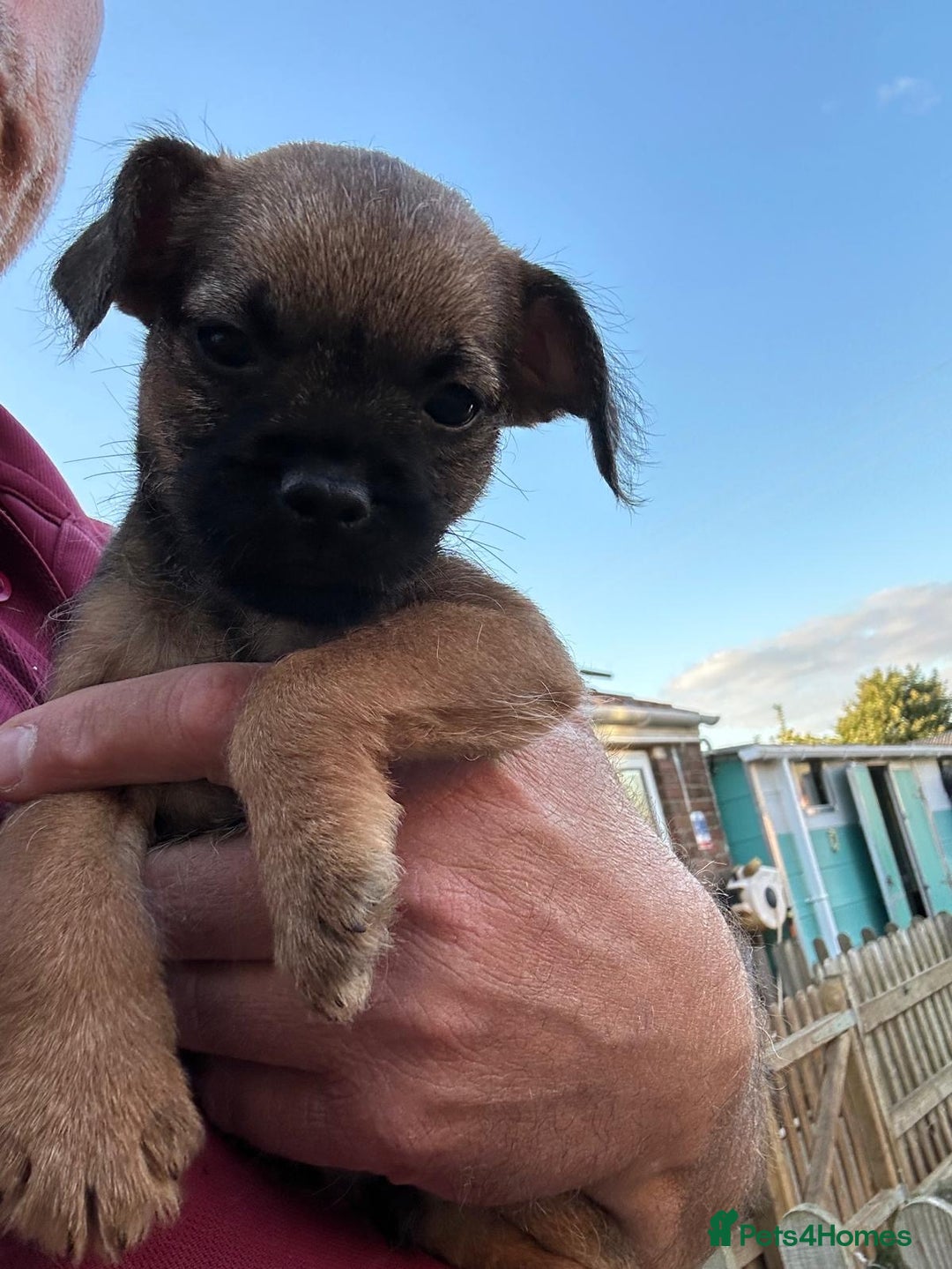 Border Terrier dogs for sale: Border terrier puppy’s  - Image 13