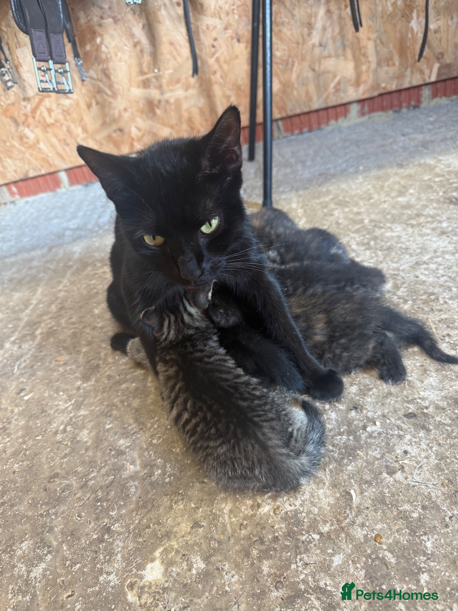 Mixed Breed cats X1 Male X1 female Kitten - Advert 9
