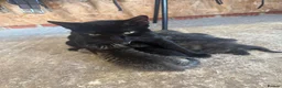 Mixed Breed cats for sale: X1 Male X1 female Kitten in Tonbridge - Advert 1