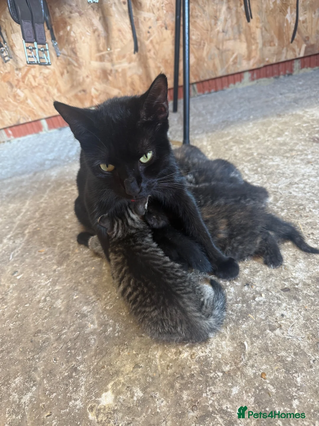 Mixed Breed cats for sale: X1 Male X1 female Kitten in Tonbridge - Advert 1