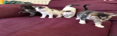 White female black patches
