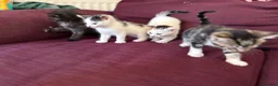 Mixed Breed cats for sale: 12 kittens available - Advert 18