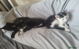 British Shorthair cats for sale: 4 kittens for sale 1 boy 3 girls. - Image 1