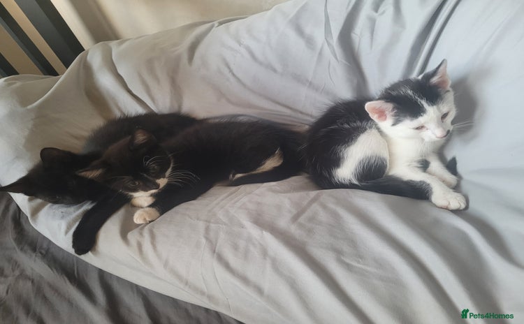 British Shorthair cats - Advert 8