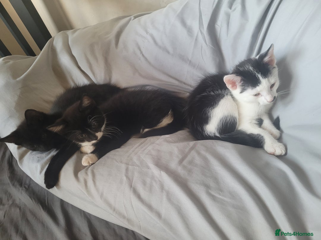 British Shorthair cats for sale: 4 kittens for sale 1 boy 3 girls. - Image 1