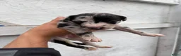 Lurcher dogs for sale: Lurcher Puppy’s  in Tipton - Advert 4