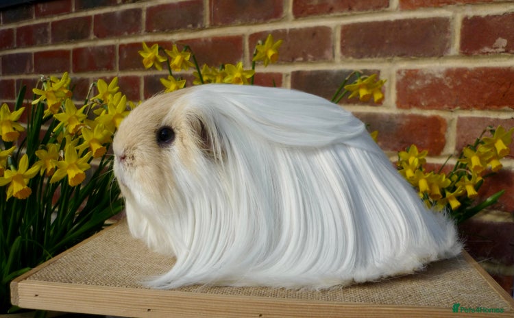 Guinea Pig rodents Sow Pet Pair and Boar - Advert 5