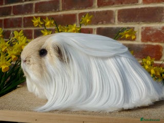 Guinea Pig rodents Sow Pet Pair and Boar - Advert 5