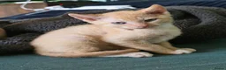 Sphynx cats for sale: Sphynx / Devon Rex Mix Kittens Ready Homes - Advert 30