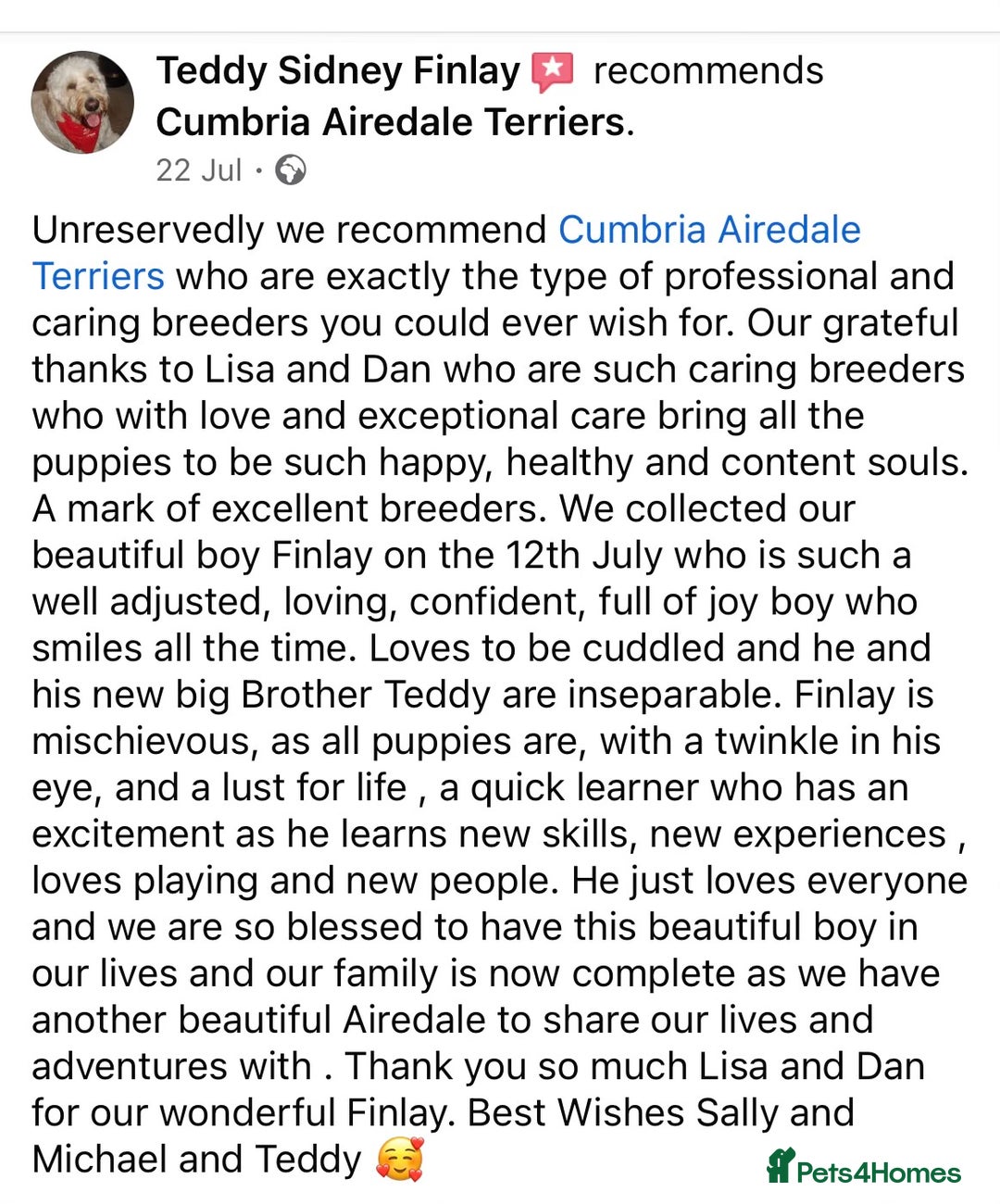 Airedale Terrier dogs for sale: ⭐️ AIREDALE TERRIERS WAITLIST ⭐️ - Advert 8