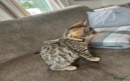 Mixed Breed cats for sale: Bengal x Bombay - kitten  - Image 6