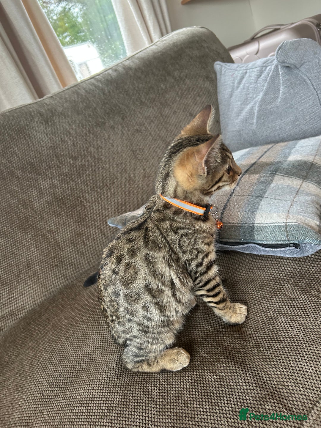 Mixed Breed cats for sale: Bengal x Bombay - kitten  - Image 6