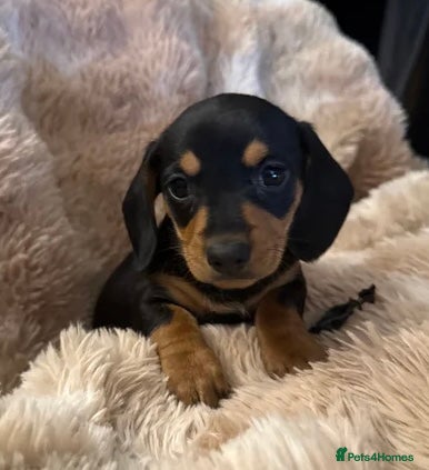 Dachshund dogs Dachshund pups Black and Tan Miniature smooth  - Advert 8