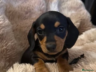 Dachshund dogs Dachshund pups Black and Tan Miniature smooth - Advert 1