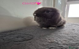 Mini Lop rabbits for sale: Bountiful mini lops - Image 6