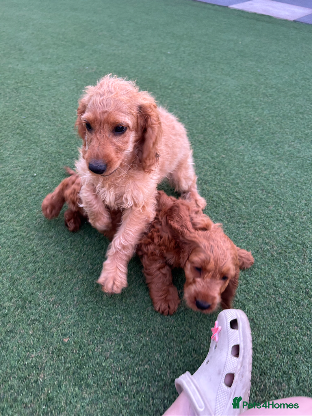 Cockapoo dogs for sale: Cockapoo puppies for sale  - Image 2