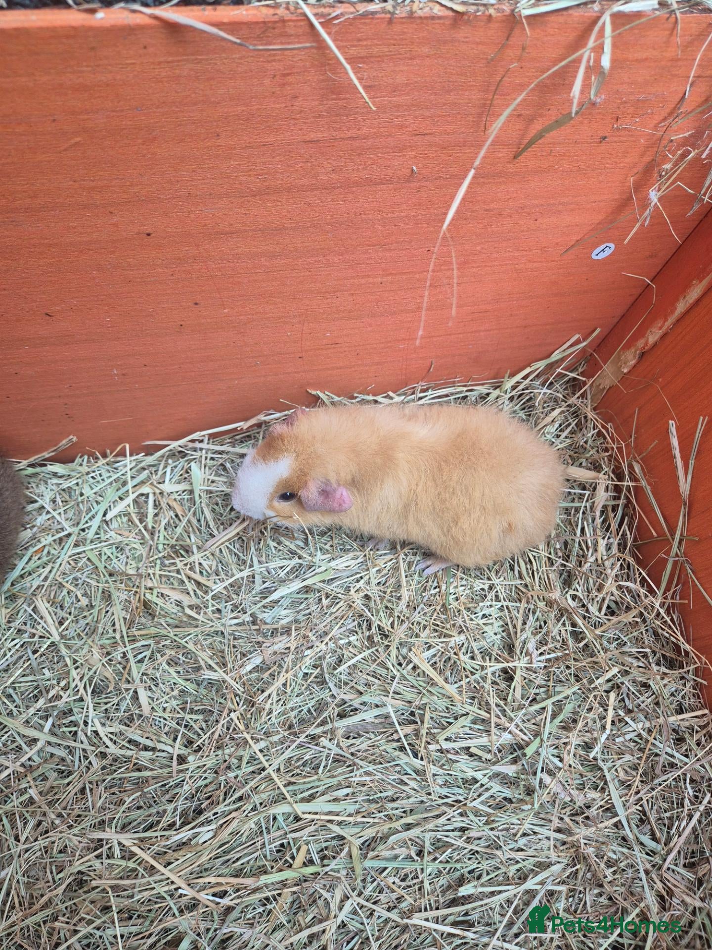 Guinea Pig rodents Funky guinea pigs - Advert 16
