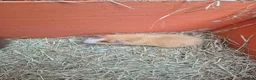 Guinea Pig rodents for sale: Funky guinea pigs - Advert 1