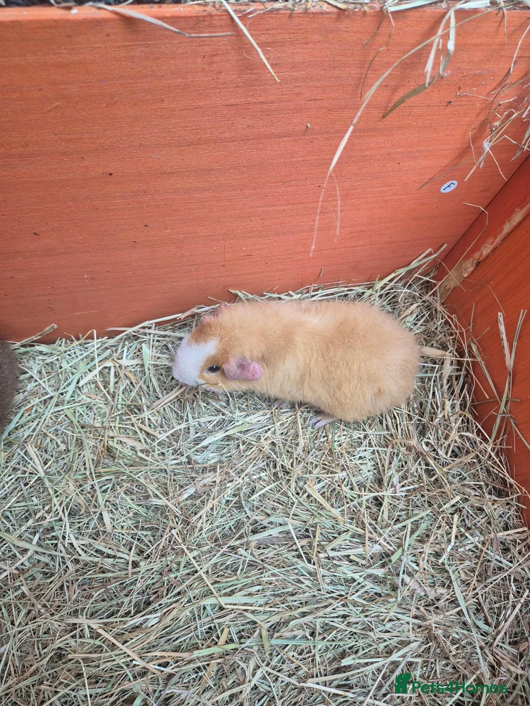 Guinea Pig rodents for sale: Funky guinea pigs - Advert 1