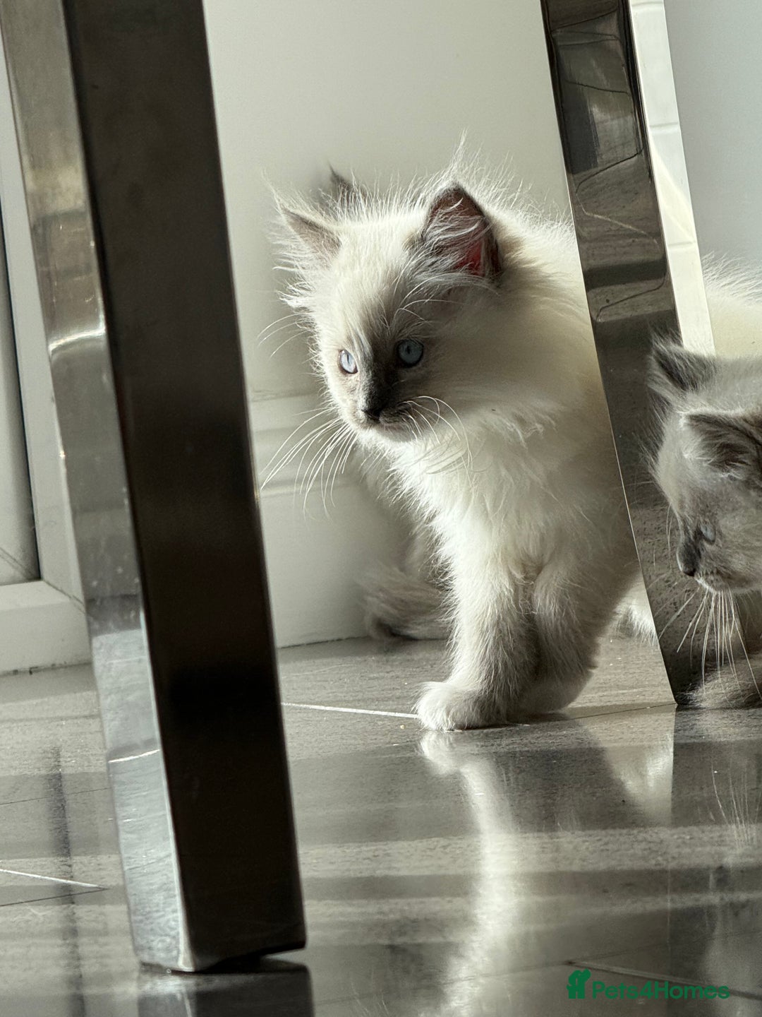 Ragdoll cats for sale: Beautiful ragdoll kittens  - Image 6