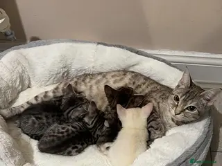 Bengal cats 4 Bengal Kittens Available – Playful & Friendly - Advert 1