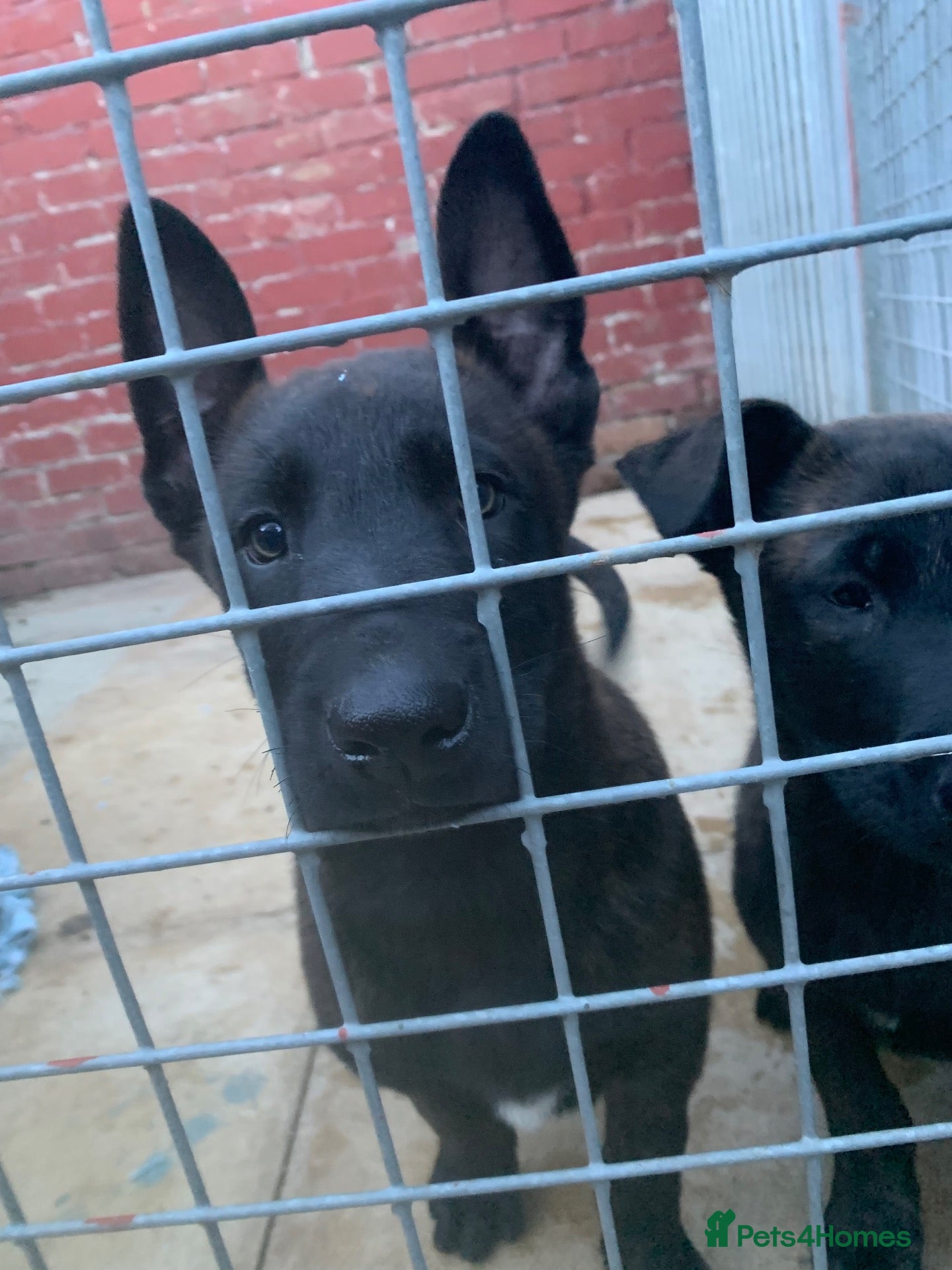 Belgian Shepherd Dog dogs Dutch herder’s for sale  - Advert 2