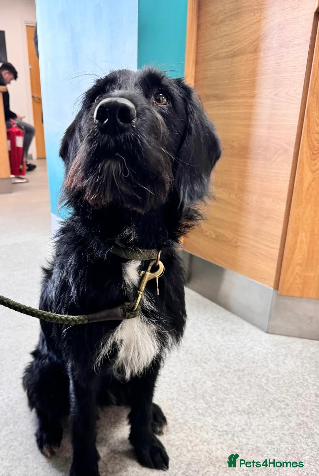 Labradoodle dogs for stud: F1b Miniature Labradoodle (Fully Health Tested) - Advert 17