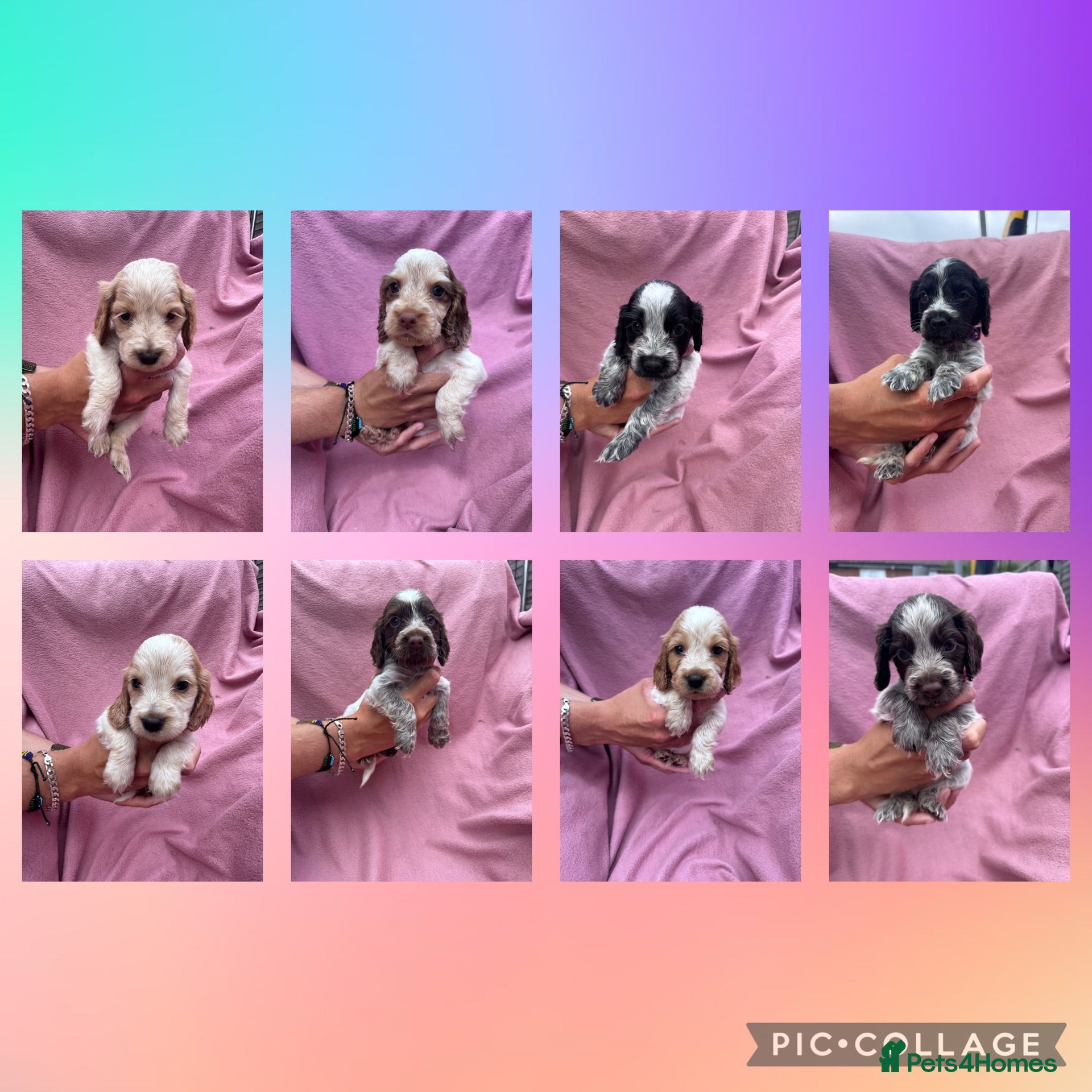 Cocker Spaniel dogs  Beautiful Litter of Show Cocker Spaniels  - Advert 1