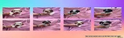 Cocker Spaniel dogs for sale:  Beautiful Litter of Show Cocker Spaniels  - Advert 10