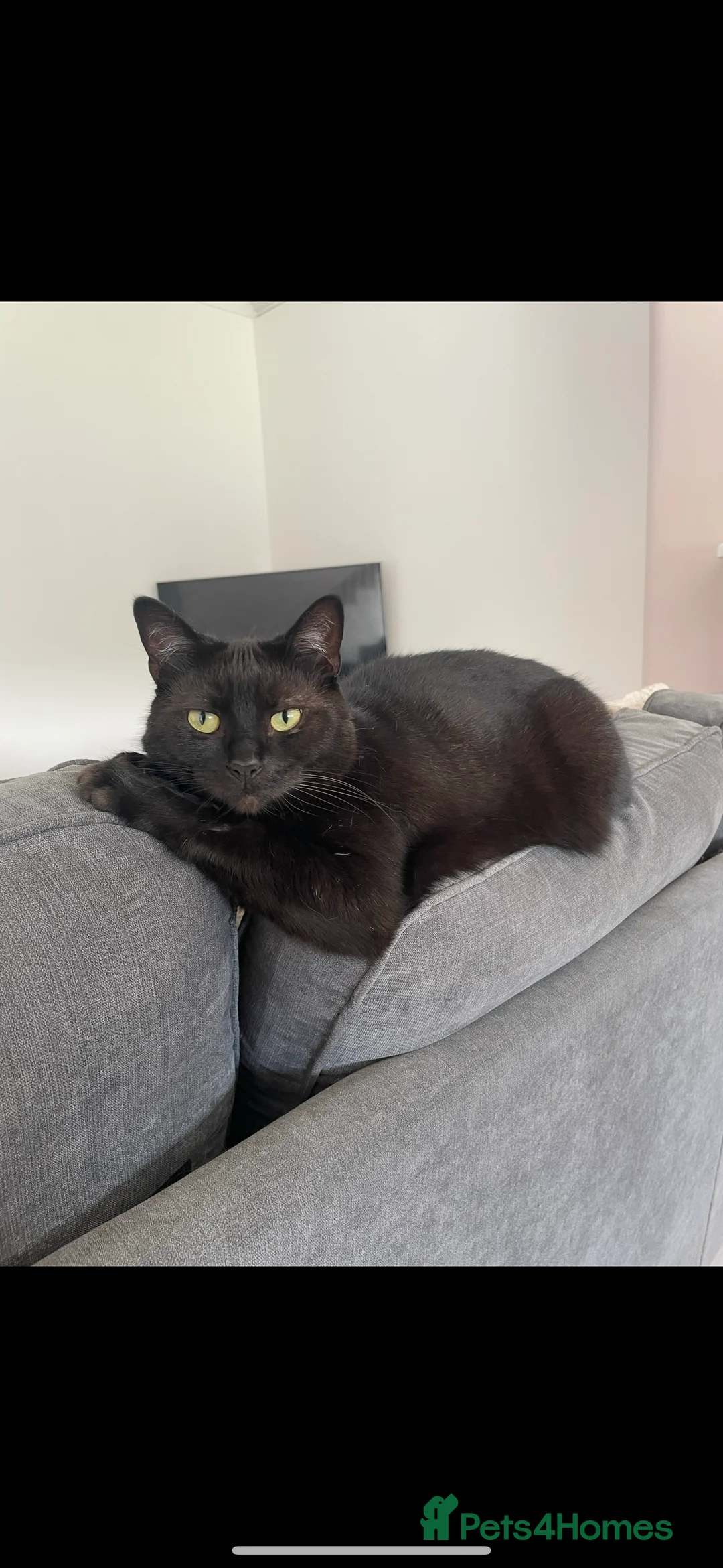 Mixed Breed cats for sale: Merlin - Black male cat in Wigan - Advert 1