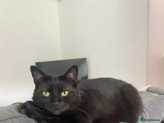 Mixed Breed cats Merlin - Black male cat in Wigan - Advert 1