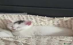 Mixed Breed cats for sale: Kittens for sale - 2  in Brighton - Image 2