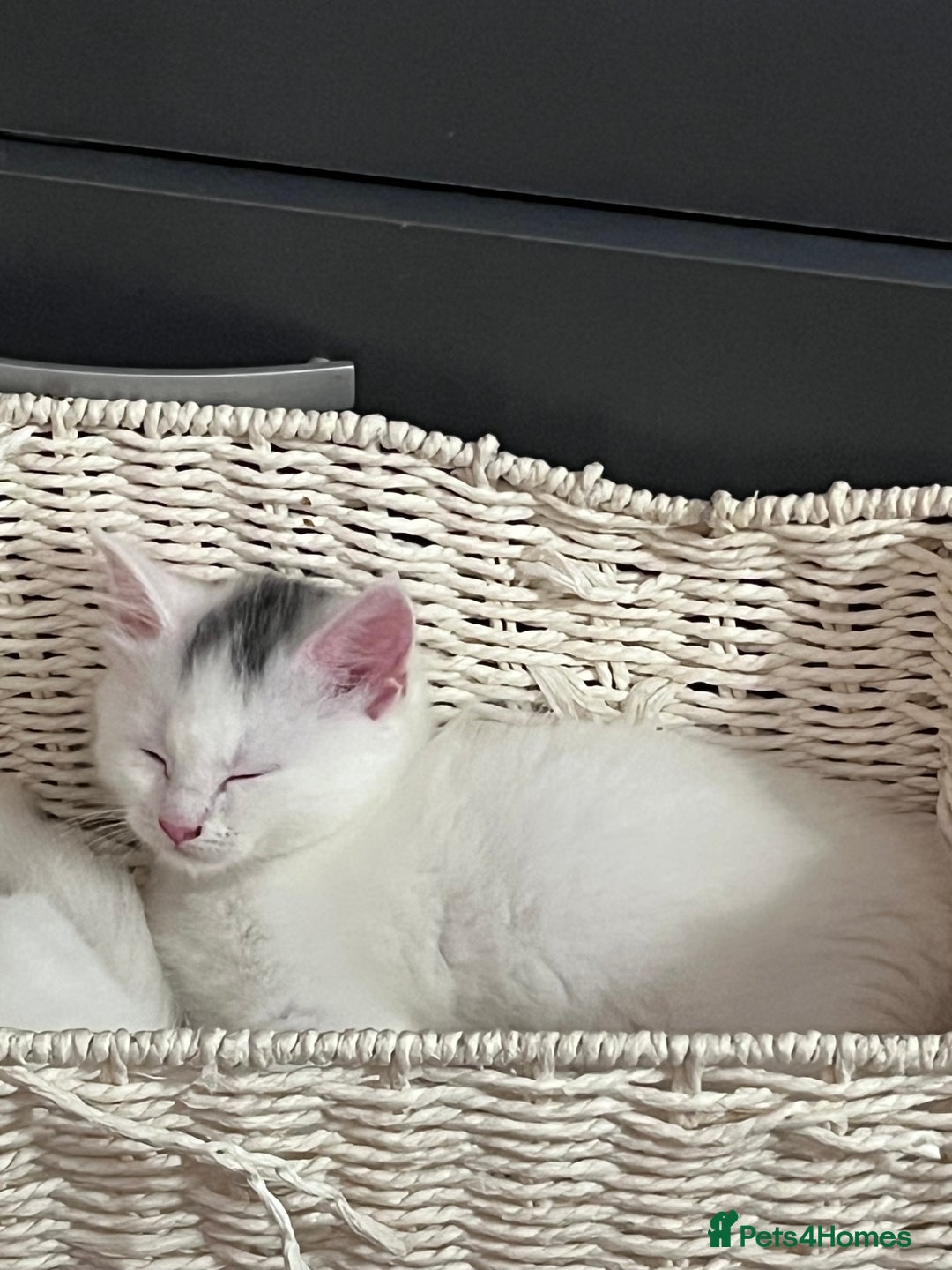 Mixed Breed cats for sale: Kittens for sale - 2  in Brighton - Image 2