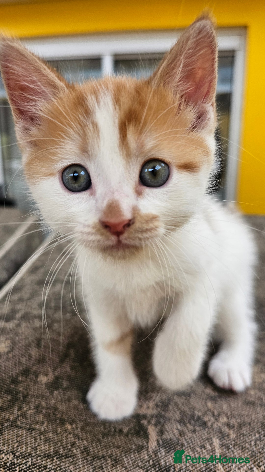 Mixed Breed cats for sale: Beautiful kittens for sale - Image 13