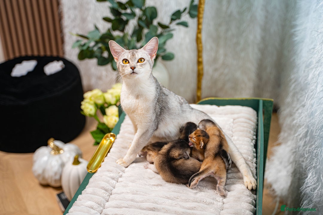 Abyssinian cats for sale: Silver Black Abyssinians-Champion TICA pedigree - Image 21