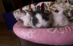 Lionhead rabbits for sale: Double-Maned Lionhead’s for sale 🐰❤️ - Image 15