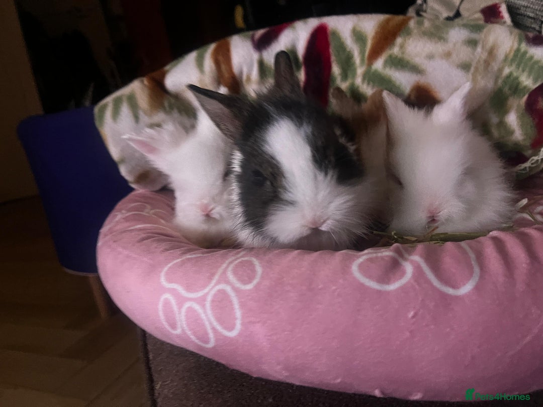 Lionhead rabbits for sale: Double-Maned Lionhead’s for sale 🐰❤️ - Image 15
