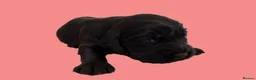 Cocker Spaniel dogs for sale: Cocker Spaniel puppies - Advert 17