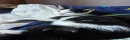 Mixed Breed cats for sale: 2 black and white kittens - Advert 5
