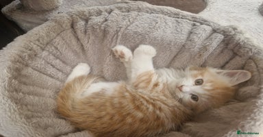 Mixed Breed cats - Advert 16