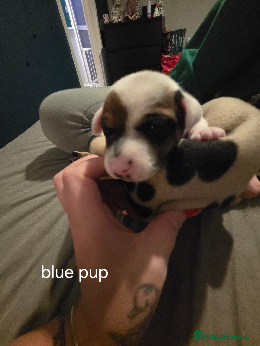 Jack Russell dogs for sale: Jack russell puppies - Advert 23