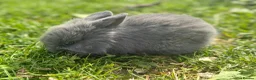 Mixed Breed rabbits for sale: Rabbits for sale  - Advert 2