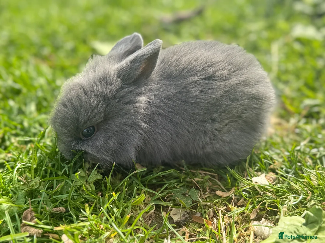 Mixed Breed rabbits for sale: Rabbits for sale  - Advert 2