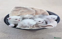 Maine Coon cats for stud: Male Blue Silver Chinchilla Maine Coon (as12) - Image 3